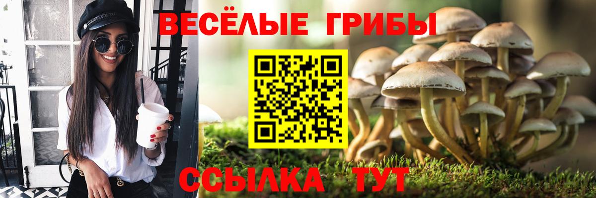 Псилоцибиновые грибы Psilocybine cubensis Карталы